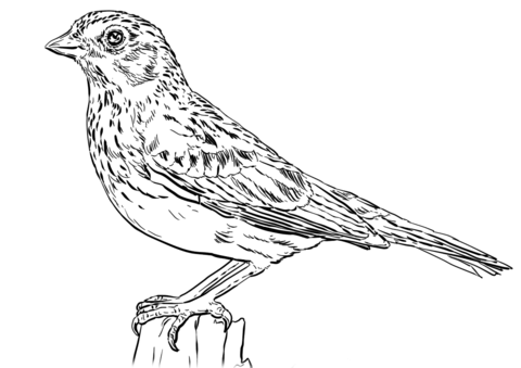 Vesper Sparrow Coloring Page